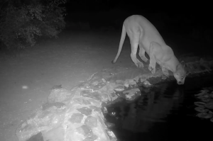 image of mountain lion at the spur cross desert oasis